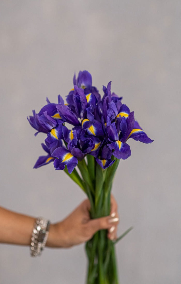 איריסים כחולים