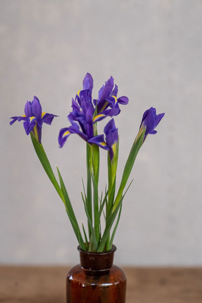 איריסים כחולים