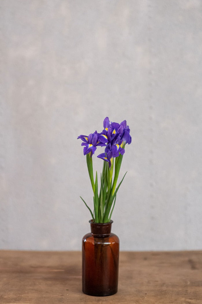 איריסים כחולים