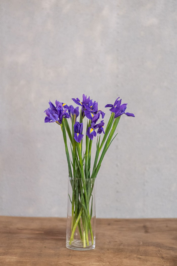 איריסים כחולים