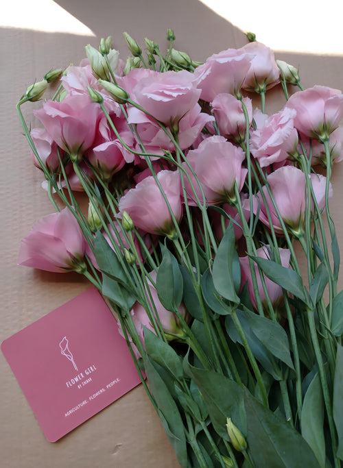 ליזי גוונים ורודים