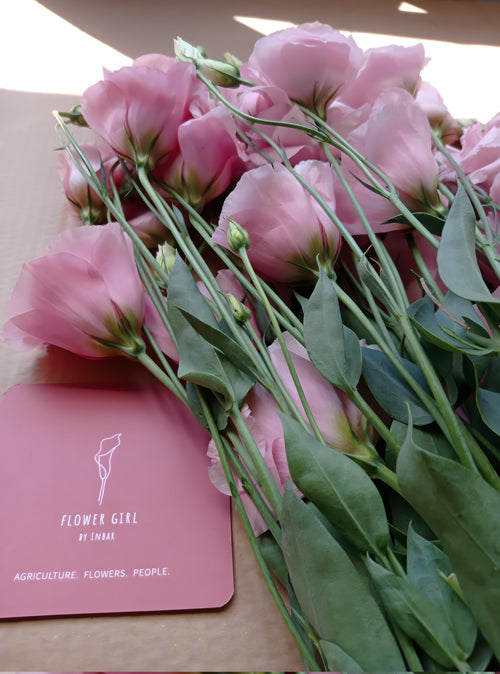 ליזי גוונים ורודים