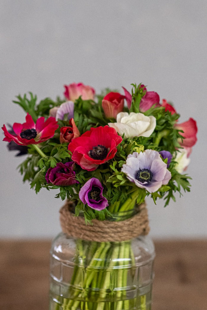 כלניות מיקס צבעים